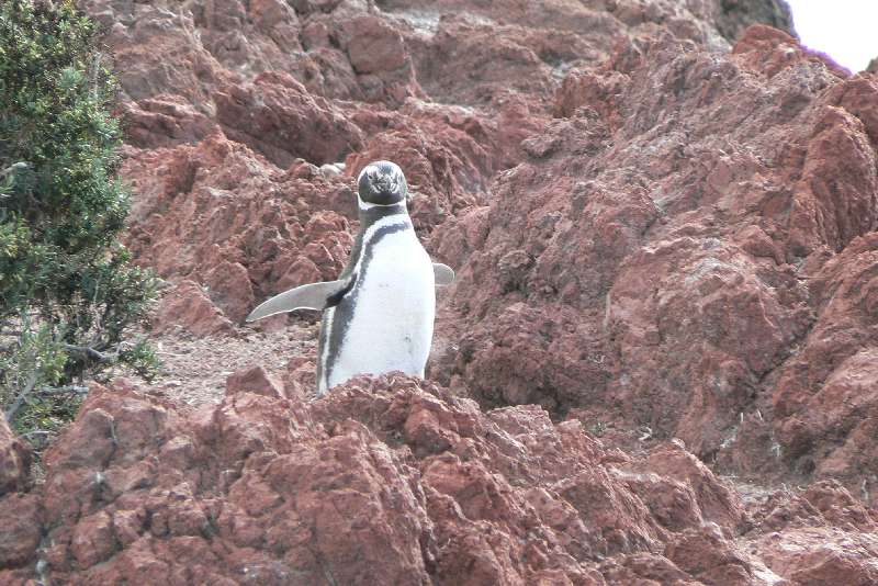 27 Pinguini a Punta Tombo